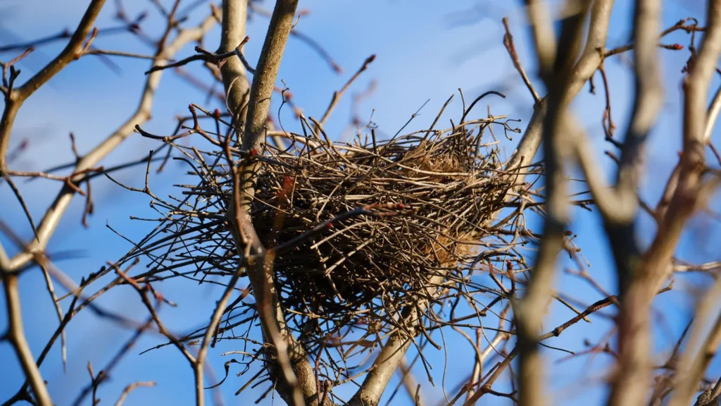 Bird - Nests 