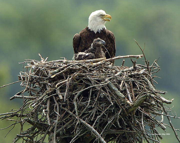 Eagle – Nests 