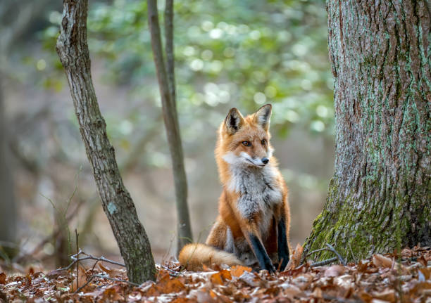 Fox – Forests 