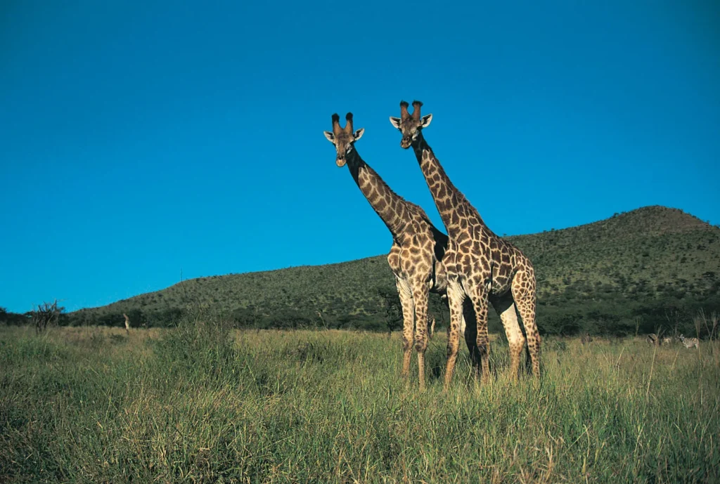 Giraffe - Grasslands