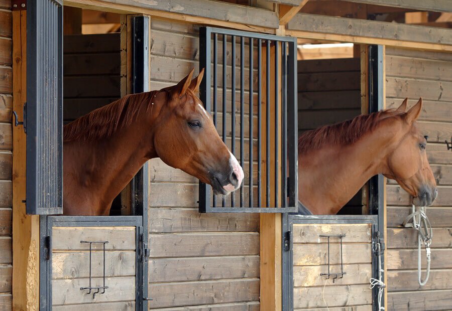 Horse - Stable