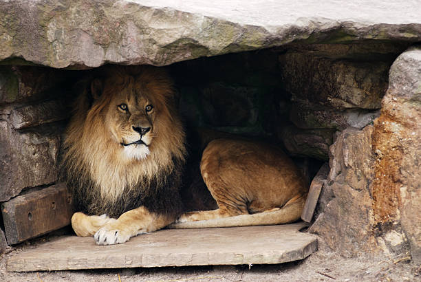 Lion - Den